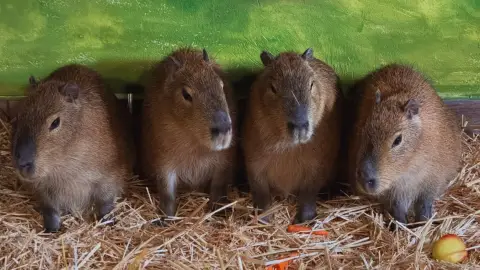 Családi élménynap a Bella Állatparkban, Siófokon 19