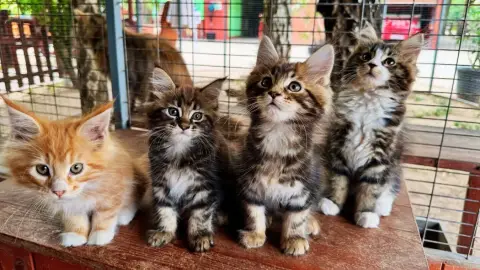 Családi élménynap a Bella Állatparkban, Siófokon 24