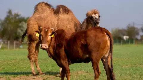Családi élménynap a Bella Állatparkban, Siófokon 21