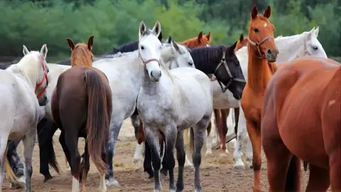 Tereplovaglás gyakorlott lovasoknak kísérővel Lajosmizsén 22