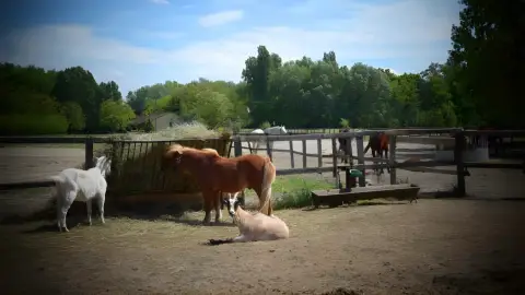 Tereplovaglás gyakorlott lovasoknak kísérővel Lajosmizsén 1