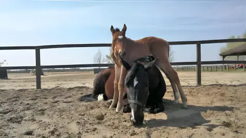 Tereplovaglás gyakorlott lovasoknak kísérővel Lajosmizsén 5