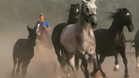 Tereplovaglás gyakorlott lovasoknak kísérővel Lajosmizsén 6