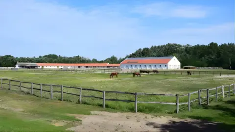 Tereplovaglás gyakorlott lovasoknak kísérővel Lajosmizsén 12