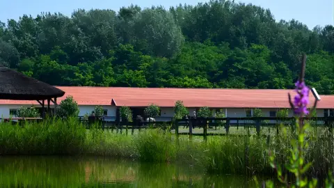 Tereplovaglás gyakorlott lovasoknak kísérővel Lajosmizsén 17