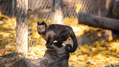 Belépőjegy a Kecskeméti Vadaskertbe 39