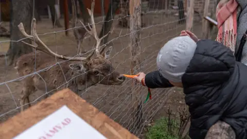 Belépőjegy a Kecskeméti Vadaskertbe 28