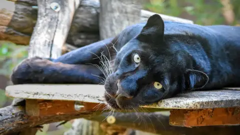 Belépőjegy a Kecskeméti Vadaskertbe 18
