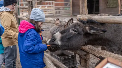 Belépőjegy a Kecskeméti Vadaskertbe 4