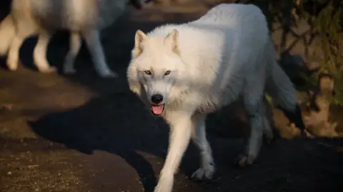 Belépőjegy a Kecskeméti Vadaskertbe 13