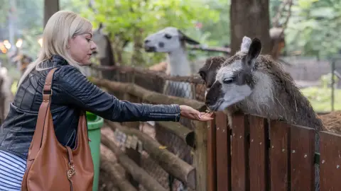 Belépőjegy a Kecskeméti Vadaskertbe 11