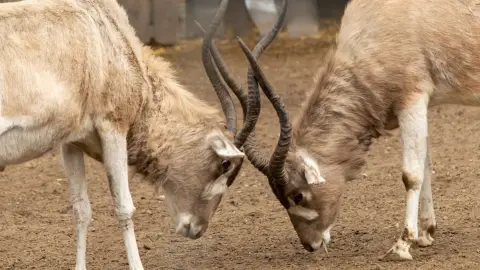 Belépőjegy a Kecskeméti Vadaskertbe 9