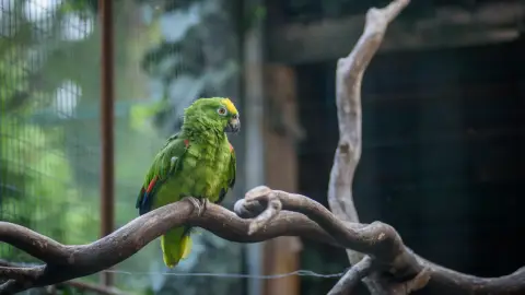 Belépőjegy a Kecskeméti Vadaskertbe 37