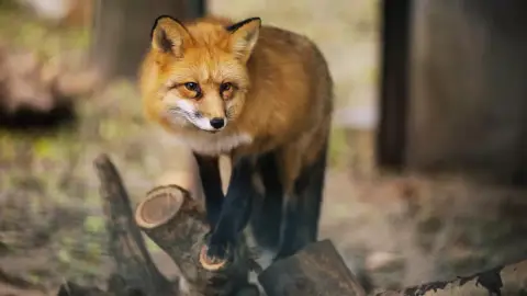 Belépőjegy a Kecskeméti Vadaskertbe 10