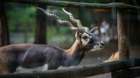 Belépőjegy a Kecskeméti Vadaskertbe 30