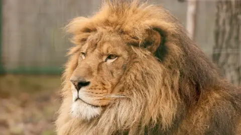 Belépőjegy a Kecskeméti Vadaskertbe 21