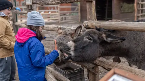 Belépőjegy a Kecskeméti Vadaskertbe 29