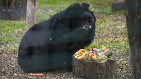 Belépőjegy a Kecskeméti Vadaskertbe 15