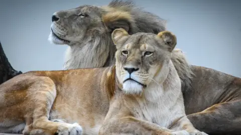 Belépőjegy a Kecskeméti Vadaskertbe 31