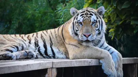 Belépőjegy a Kecskeméti Vadaskertbe 44