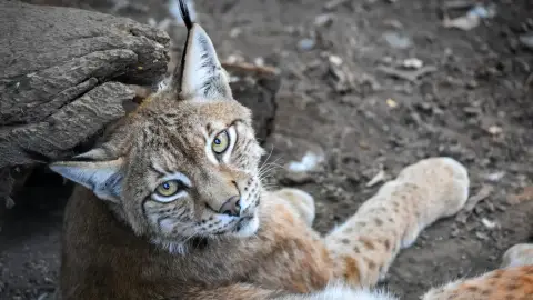 Belépőjegy a Kecskeméti Vadaskertbe 32