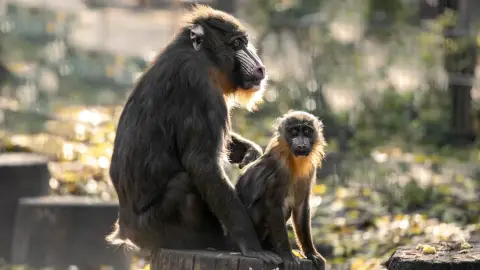 Belépőjegy a Kecskeméti Vadaskertbe 43