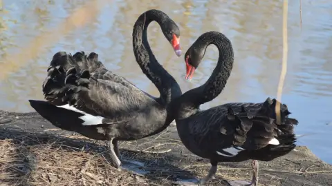 Malkia Park – Családi belépőjegy a mentett nagymacskák állatkertjébe! 48