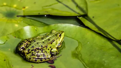 Békaland /World of Adventures szabadtéri játék bringával 1