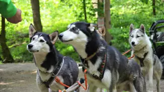 Husky kutyafogat túra