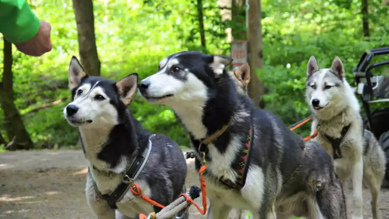 Husky kutyafogat túra fő kép