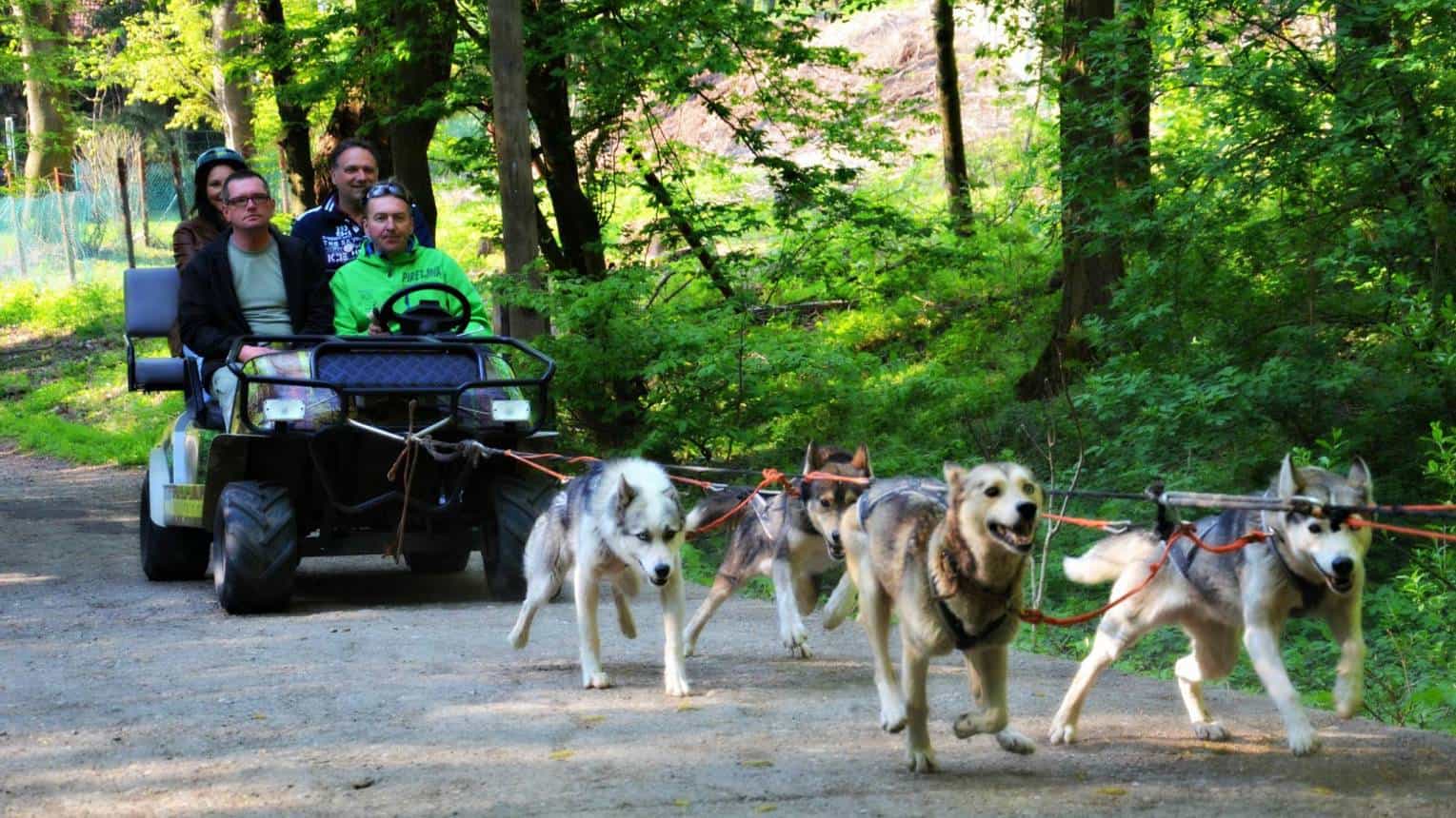 Standard Husky kutyafogat túra és utána E-scooter kalandozás a Mátrában 6