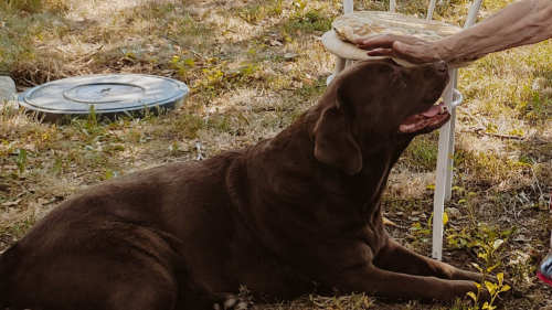 Időskori élményprogram hivatásos terápiás labrador kutyákkal 2