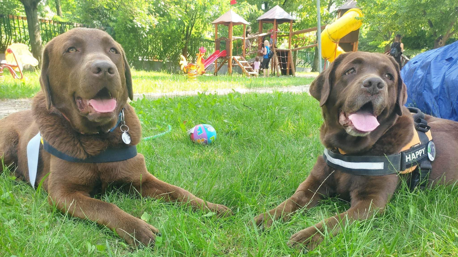 Időskori élményprogram hivatásos terápiás labrador kutyákkal 1