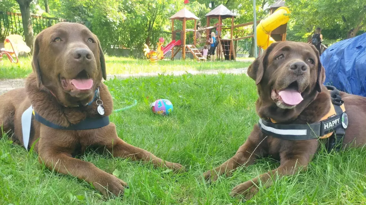 Időskori élményprogram hivatásos terápiás labrador kutyákkal fő kép