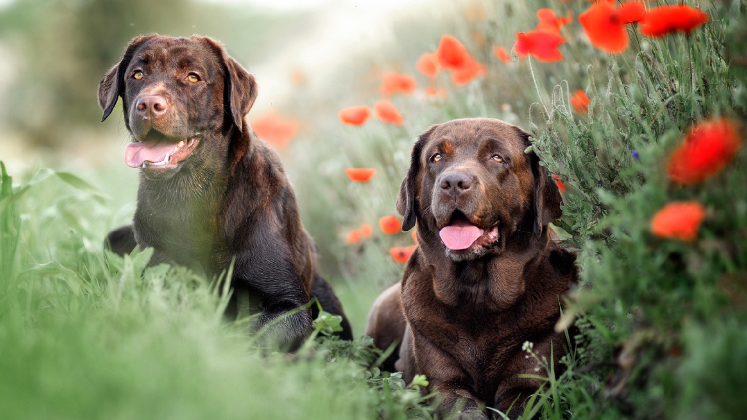 Időskori élményprogram hivatásos terápiás labrador kutyákkal 4