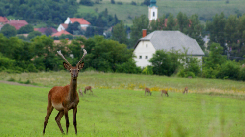 Kettesben pihenés Bakony szívében a JákóHázban hétvégén / 2 éjszaka 11