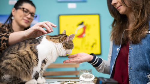 Családi élmény a Cat Museumban ajándék szuvenírrel!* 2