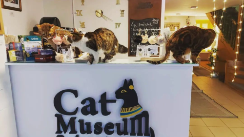 Családi élmény a Cat Museumban ajándék szuvenírrel!* 5