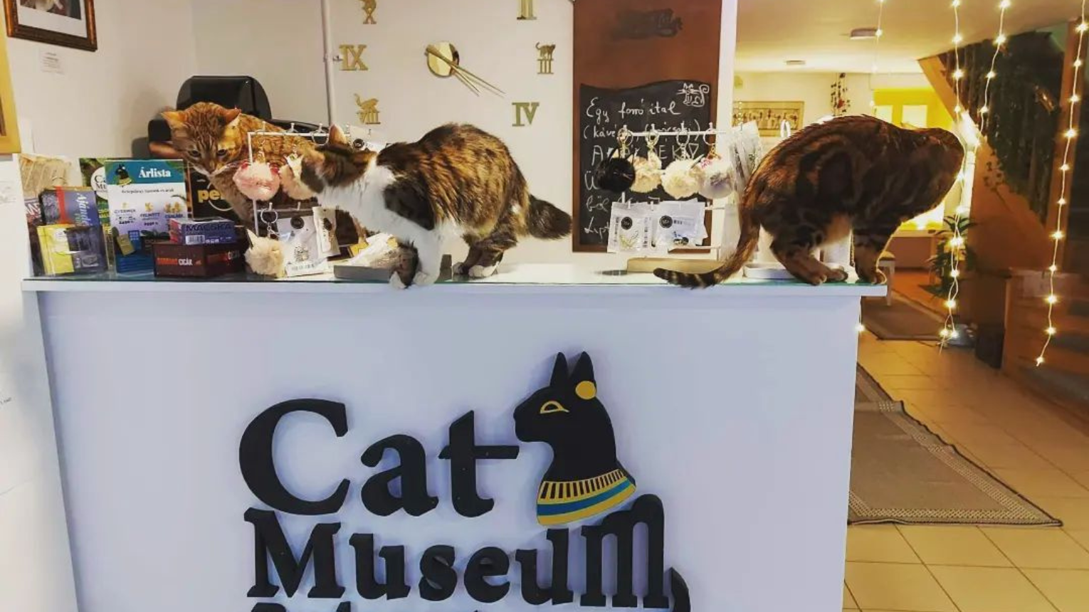 Családi élmény a Cat Museumban ajándék szuvenírrel! 5