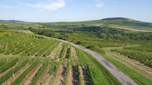 Borkóstolás a tokaji borvidéken Szerencsen a Ducsai János pincészetnél 2