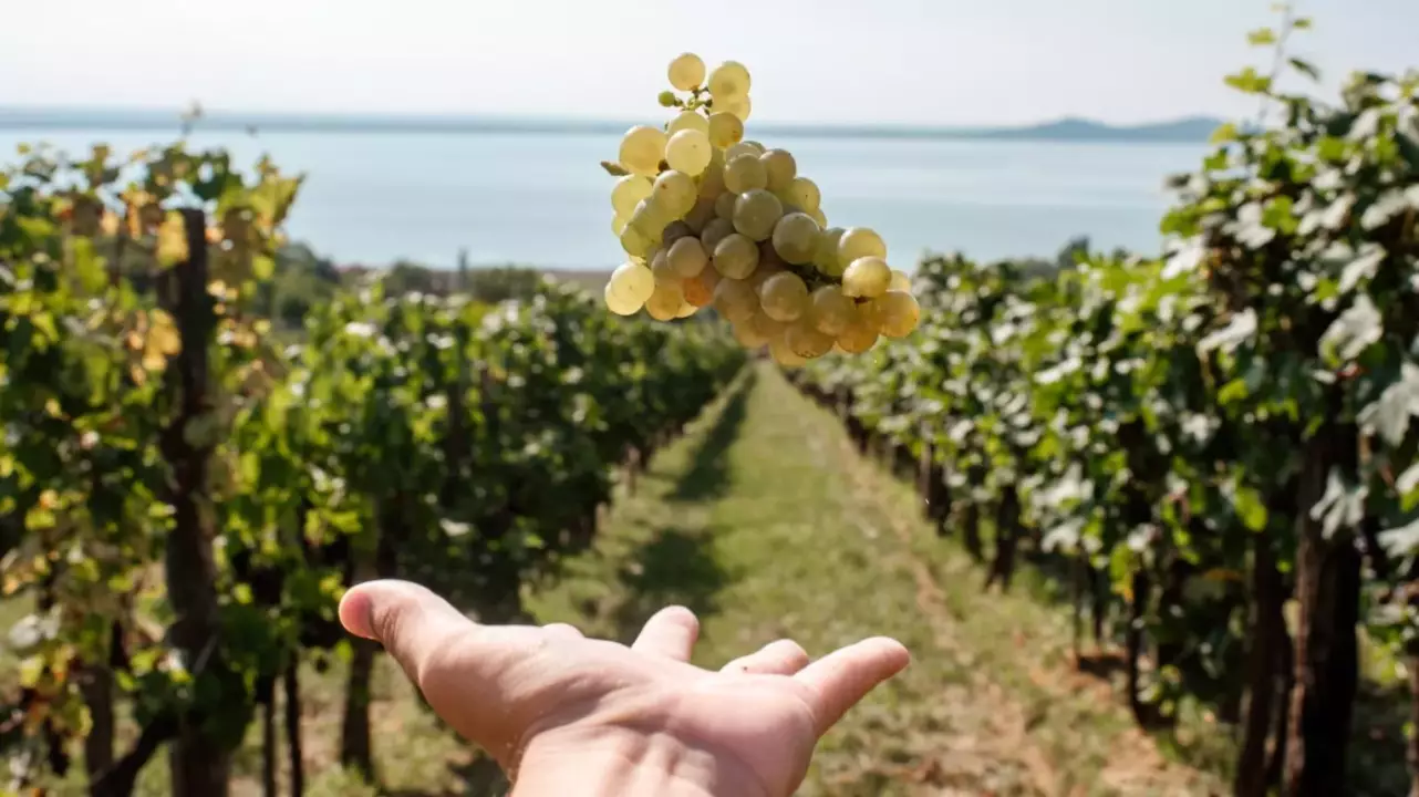 Szőlőtől a borig – Kalandozás a tőkék között a Folly Arborétumban fő kép