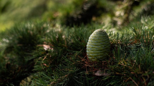 Arborétumi séta az egyedülálló Folly Arborétumban 3