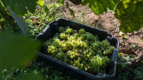 Szőlőtől a borig – Kalandozás a tőkék között a Folly Arborétumban 5