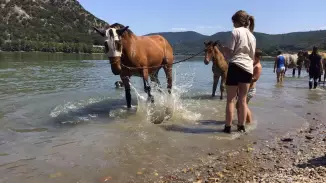 Lovas fürdőzés!Lómániásnak fantasztikus élmény a Dunakanyarban! kosár