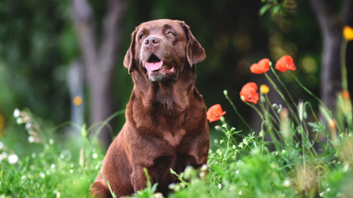 V.I.P.élménykutyázás terápiás csoki labradorok retrieverekkel 2 főtől 2