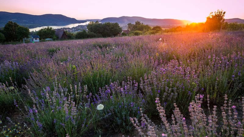 Levendula Imádóknak - Kettesben 2 éj a Natura Hill Vendégházba 5