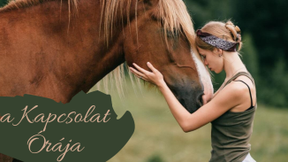 A Kapcsolat órája – Kiút a magányból lovak segítségével kosár