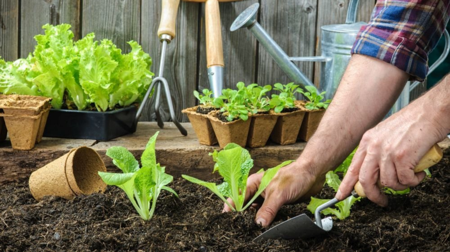 Hobbi kertész tanfolyam/Gyógynövények kurzus
