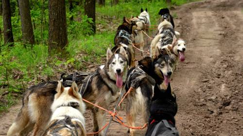 Standard Husky kutyafogat túra és utána E-scooter kalandozás a Mátrában 7