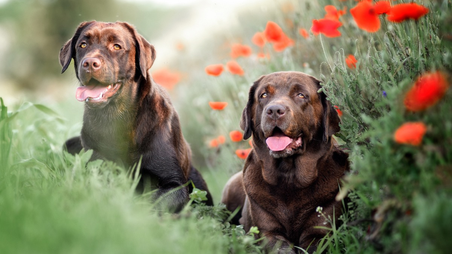 Párkapcsolati élményprogram terápiás Labradorokkal 1